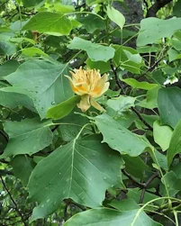 Liriodendron tulipifera