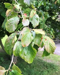 Parrotia persica