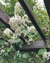 Rosa rambling rector