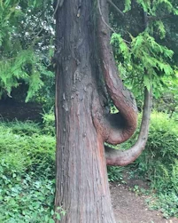 Thuja plicata