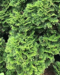 Thuja plicata