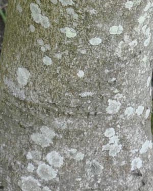 acer brilliantissimum
