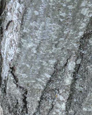 Snake bark maple