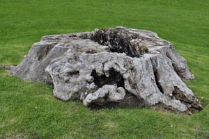 Sycamore stump