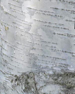 Betula pendula Youngii