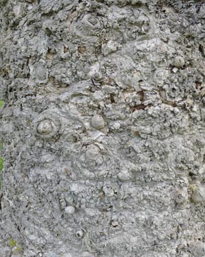 Liriodendron tulipifera