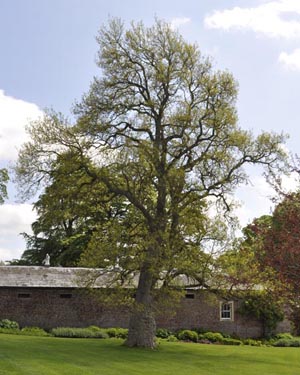 Tulip tree