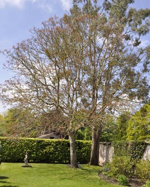 Walnut tree