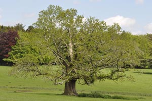 Oak tree