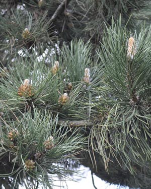 Pine needles