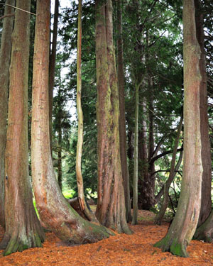Red cedar