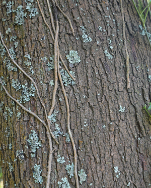 Acacia bark