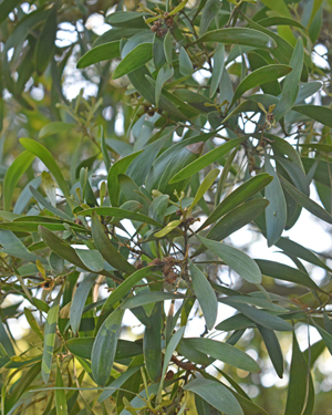 Acacia leaves