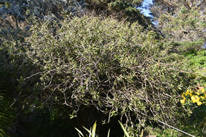 Callistemon rigidus