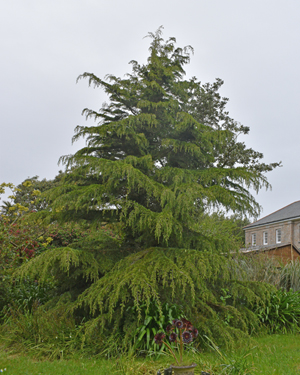 Cedrus deodora