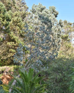 Silver tree