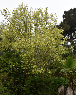 Liriodendron