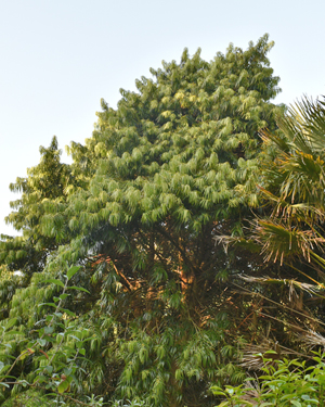 Podocarpus henkelii