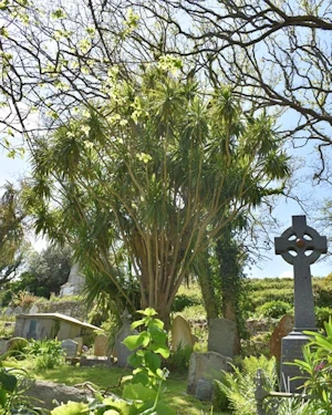 Cordyline Australis