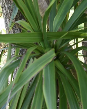 Cordyline Australis