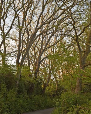 Elm grove 