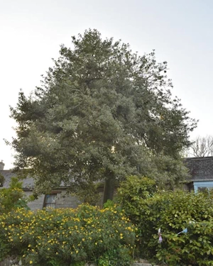 Holly tree