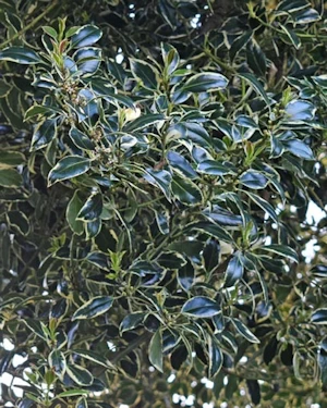 Champion holly tree