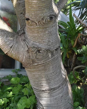 Silver tree
