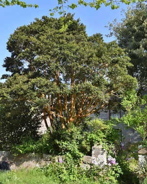 Luma apiculata