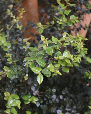 Cedar of Lebanon