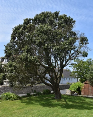 Metrosideros excelsa
