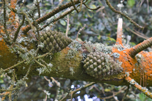 Monterey pine cones