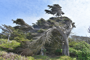 Monterey cypress