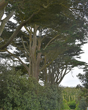 Monterey cypress