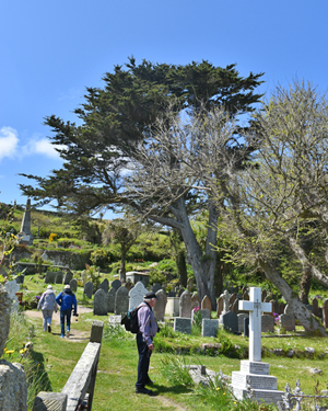 Monterey cypress