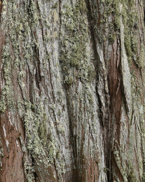 Monterey cypress