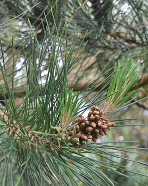 Monterey pine cone