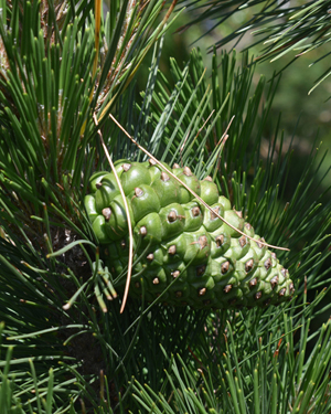 Monterey pine cone
