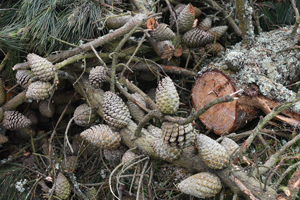 Monterey pine cone