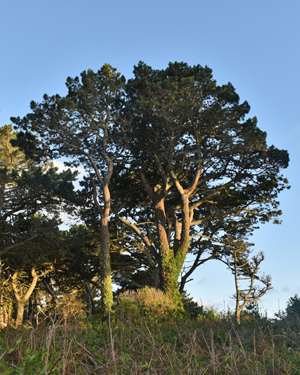 Monterey pine