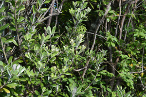 Olearia traversii