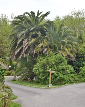Canary Island date palm
