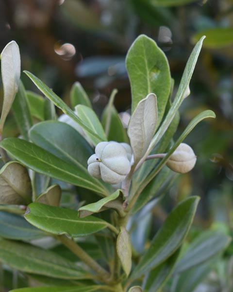 Pittosporum Karo