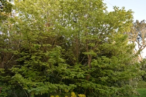 Sycamore