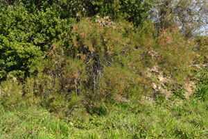 Tamarisk