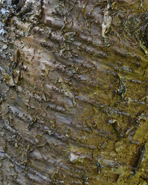 Bunya pine