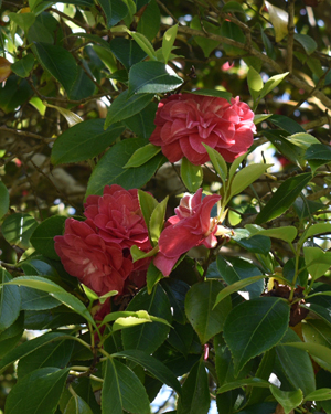 Camellia