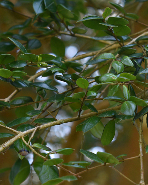 Chilean myrtle