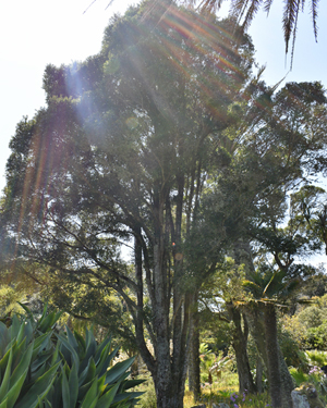 Northern rata
