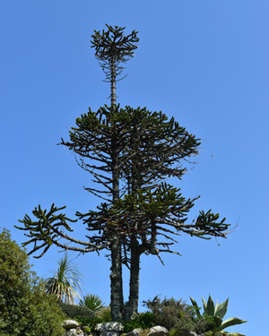 Monkey puzzle